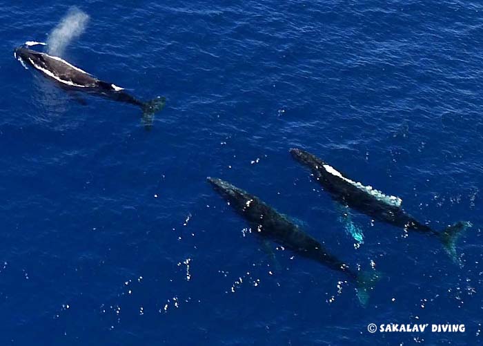 whales watching in Nosy Be Madagascar